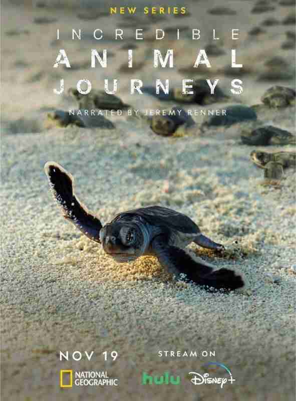 不可思议的动物之旅 (2023) 4K HDR 内封中文字幕