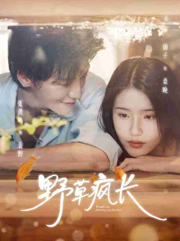【短剧】野草疯长(71集全集)张洪鸣&锦子