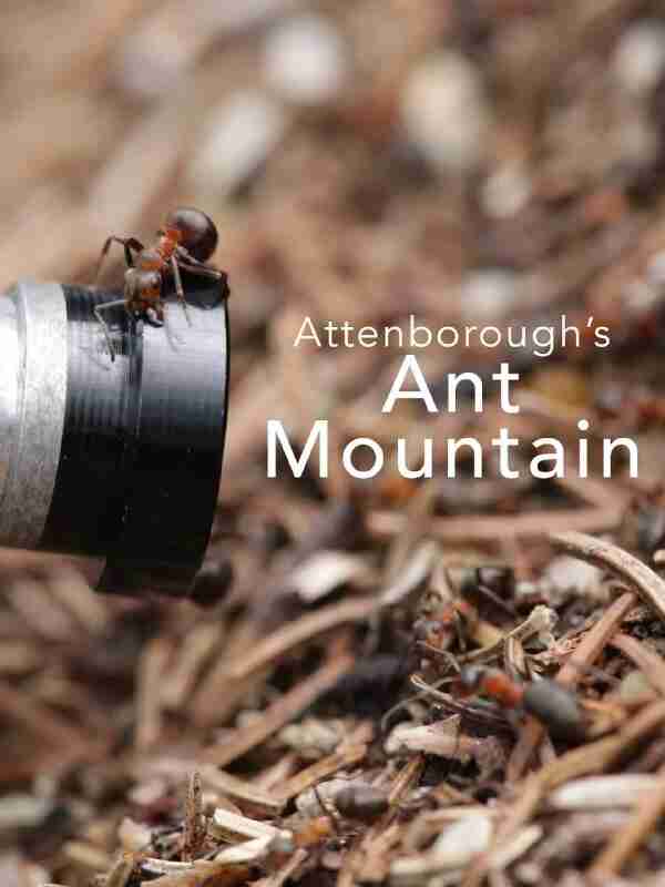 阿滕伯勒的蚂蚁山 David Attenborough's Ant Mountain (2018)