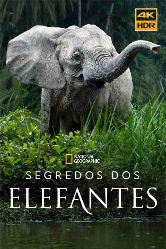 大象的秘密 (2023) 4K HDR & Dv 全集 内封中文字幕