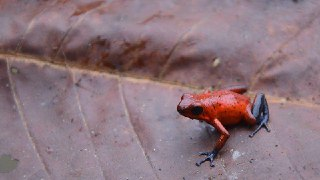 爱登堡的珍奇蛙类(Attenborough's FABULOUS FROGS)[免费在线观看][夸克网盘]