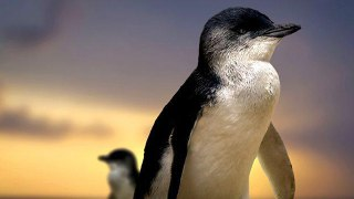 企鹅岛(Penguin Island)[免费在线观看][夸克网盘]