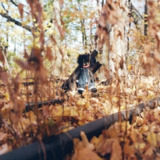 Billy Woods GOLLIWOG 2025 FLAC[免费在线观看][夸克网盘]