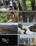俄罗斯野生老虎 (2022) 1080P 中字内嵌字幕[免费在线观看][夸克网盘]