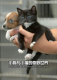 小狗与小猫的奇妙世界 The Wonderful World of Puppies and Kittens(2016)【英国 / 纪录片】
