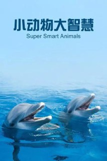 小动物大智慧 Super Smart Animals(2012)【纪录片 / 英国】