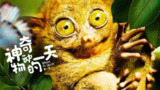 神奇动物的一天 Dawn to dusk(2021)【纪录片】