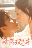 情陷双生花 (30集) 吴思橦&曹博尊 | 短剧