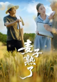 麦子熟了 (52集) 宋雯娟 | 短剧