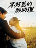 不好惹的顾助理 (67集) 李雪阳 | 短剧