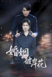 短剧《婚姻彼岸花》全集（63集）伍月 李思杨 主演 热门抖音快手短剧推荐