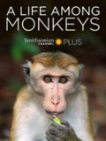 猴群中的生活 A Life Among Monkeys (2019)