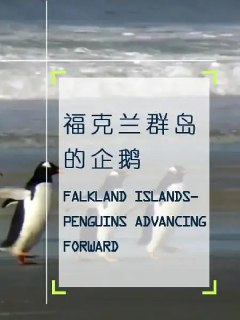 企鹅之岛：福克兰 Les Malouines, paradis des manchots (2010)
