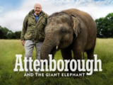 爱登堡和巨象 Attenborough And The Giant Elephant (2017)