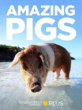 聪明的猪 Amazing Pigs (2018)