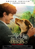 一条狗的回家路 A Dog's Way Home (2019) 1080p 原盘Remux 中文字幕 【23.05GB】已刮削
