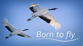 生而飞翔 Born to Fly (2015)