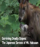日本鬣羚生存日记 Surviving Deadly Slopes The Japanese Serows of Mt. Hakusan (2019)