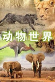 动物世界 (1968) 1080P 赵忠祥版