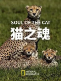 猫之魂 (2017) 4K 中英硬字幕