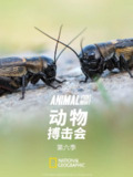动物搏击会 第六季 (2018)