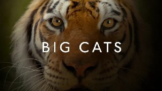 大猫 Big Cats (2018)