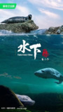 纪录片：水下中国 第二季 2024 [全6集] 4K [国语配音+中文字幕]