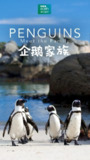 企鹅家族 Penguins Meet the Family (2020)