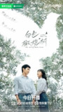 白色橄榄树（2025）【4K.60fps】【杜比DDP5.1】【内封简中】【38集全】【剧情/爱情】【陈哲远/梁洁】