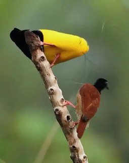 极乐鸟：终极追求 第一季 Birds of Paradise The Ultimate Quest Season 1 (2017)