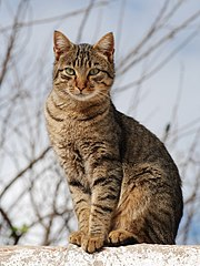 【软件】《主题猫 》